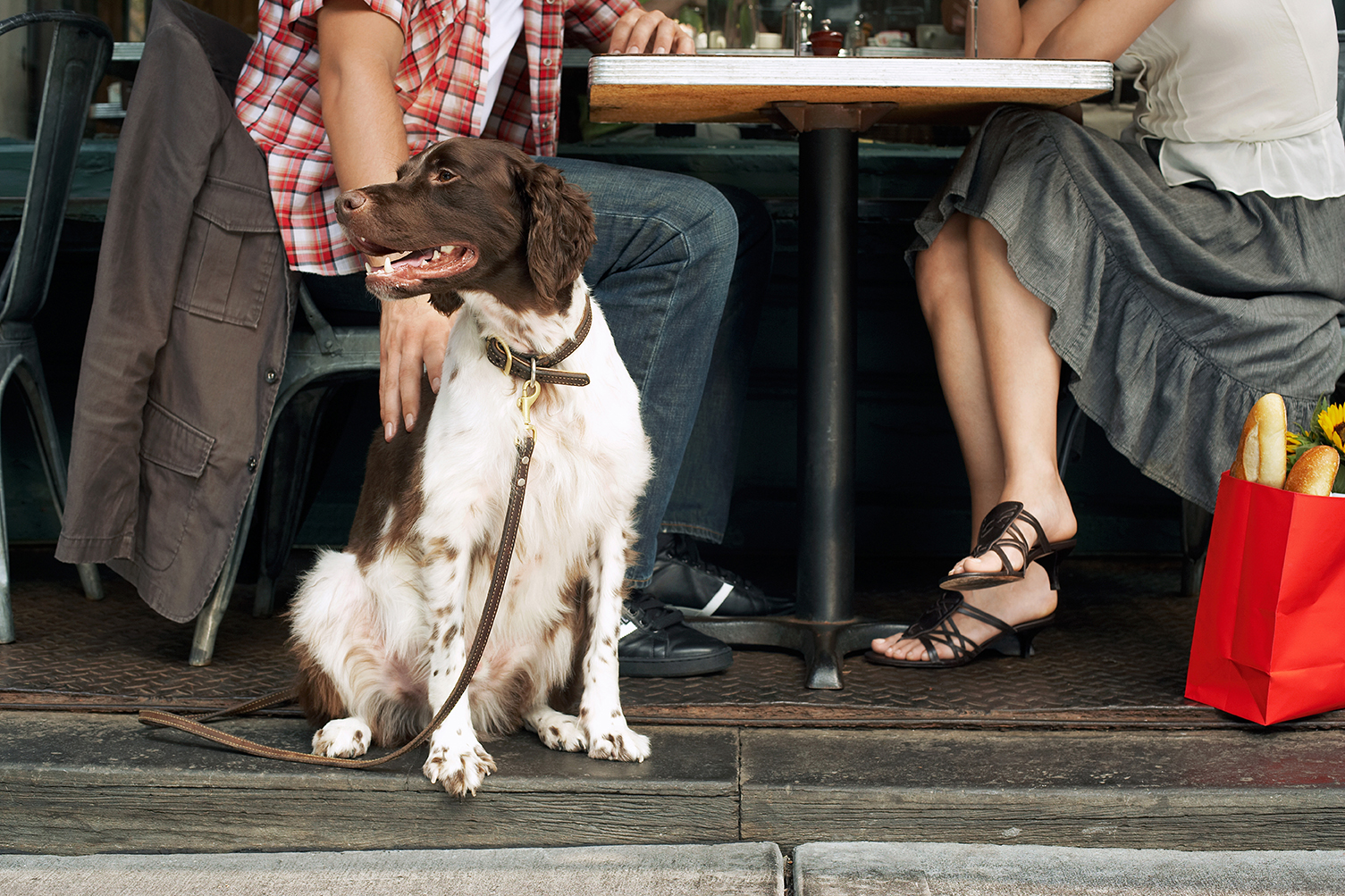 salir de terrazas y restaurantes con tu perro