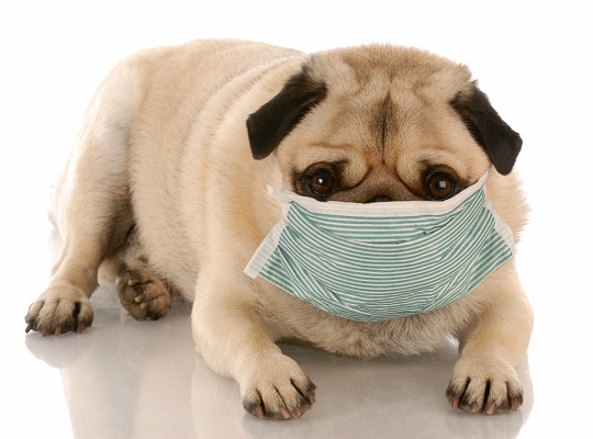 alergia a limentaria en perros