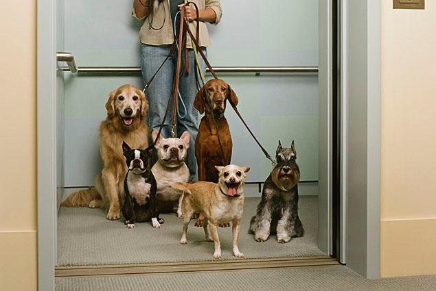 ascensor un peligro para perro