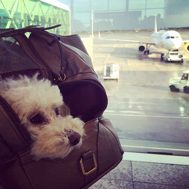 viajar con perro en avión