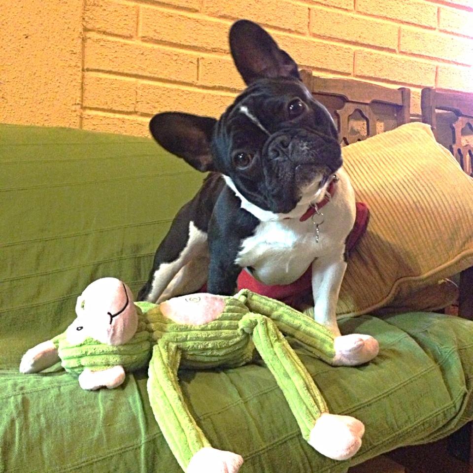 Fotos de cachorros