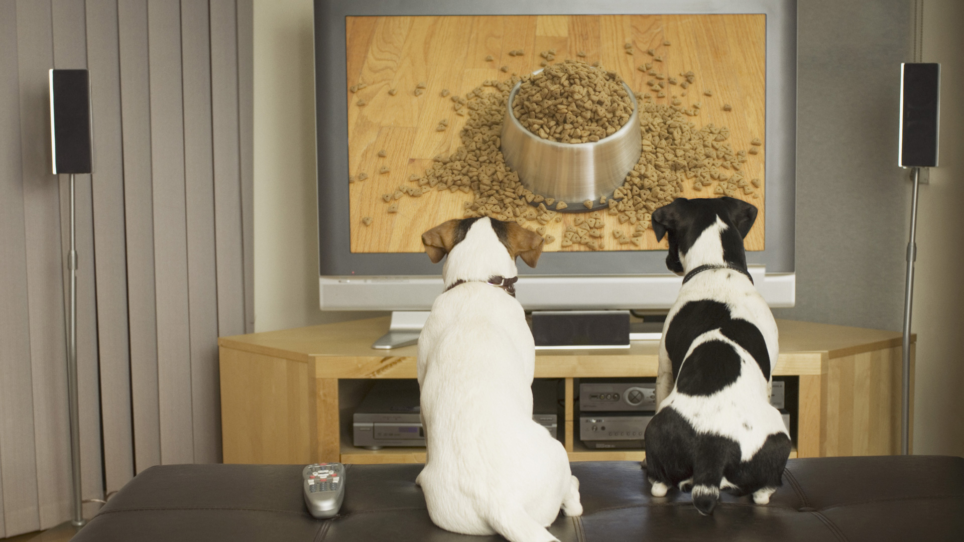 Dog Tv: un canal de televisión para perros
