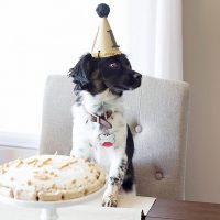 celebrar el cumpleaños de tu perro