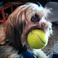 no juegues con tu perro con pelotas de tenis