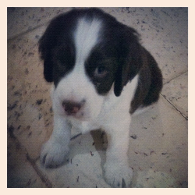 fotos de cachorros