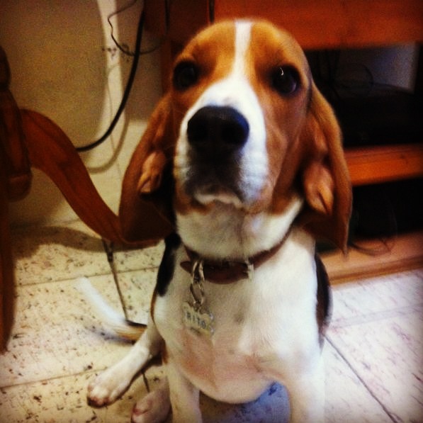 fotos de cachorros
