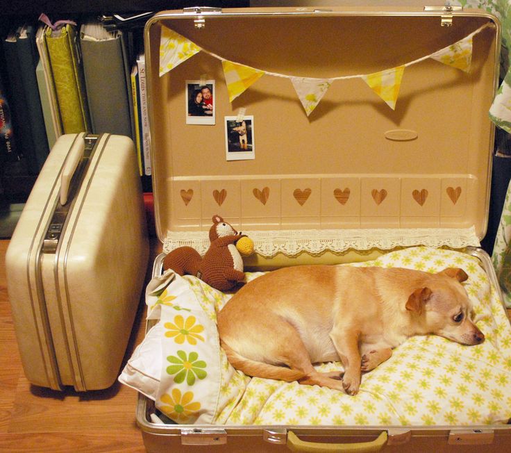 maletas recicladas como camas para perros