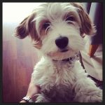 fotos de cachorros