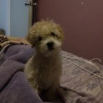 fotos de cachorros