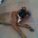fotos cachorros