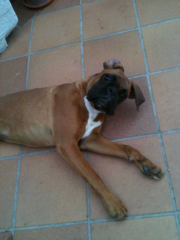 fotos cachorros