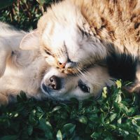 perros quieren más a sus dueños que los gatos