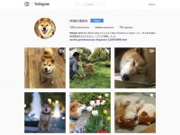 cómo crear una cuenta de Instagram para perro