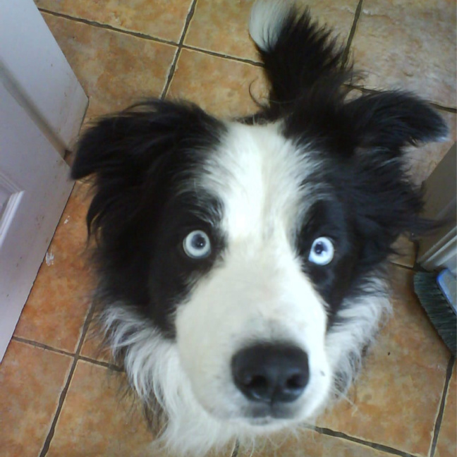 perros con ojos azules