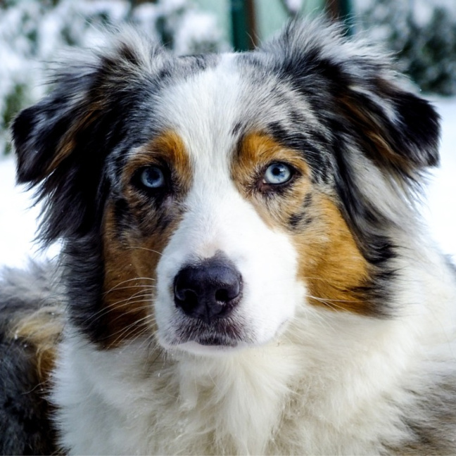 perros con ojos azules