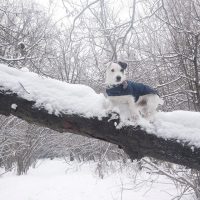 5 cosas que debes evitar hacer con tu perro en invierno